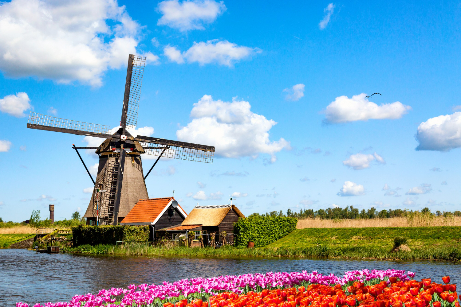 nederlandse taal leren